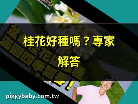 桂花好種嗎