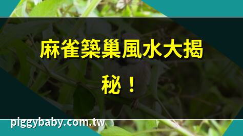 麻雀築巢風水大揭秘！ | 麻雀飛進家裡是吉是兇？ | 麻雀築巢的風水影響解析 | 麻雀為何在家築巢？